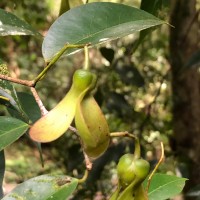 Doona ovalifolia Thwaites